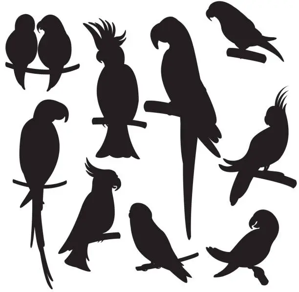 Vector illustration of Cartoon parrots set vector