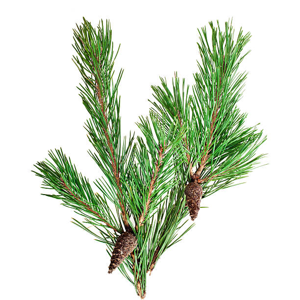 istock Green branch of pine tree 599954220