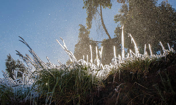 istock Cesped conjelado - Grass Frozen 599955182
