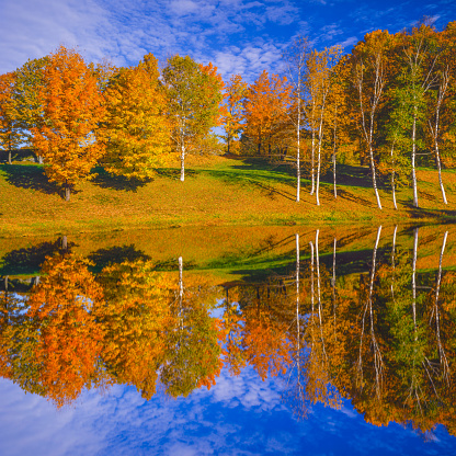 Autumn color sugar maple with pond reflections in the Green Mountains of Vermont