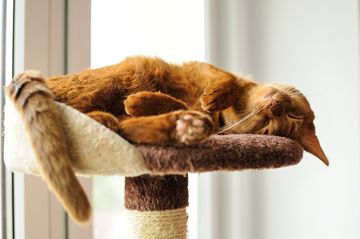 Purebred abyssinian cat sleeping on scratching post