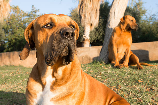 portrait d’un chien boerboel - molosser photos et images de collection