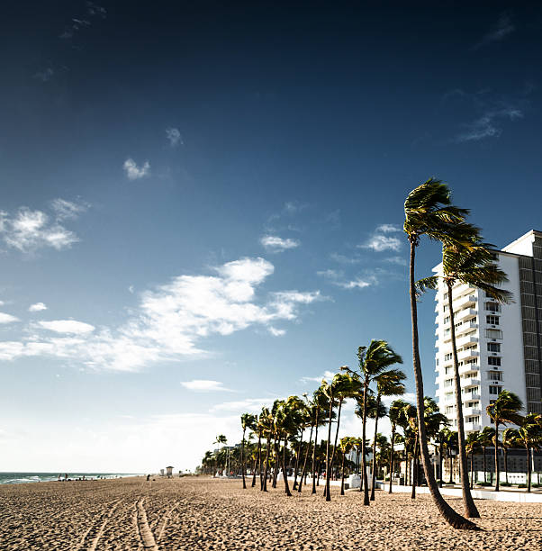 istock palm tree in miami fort lauderdale 599956956