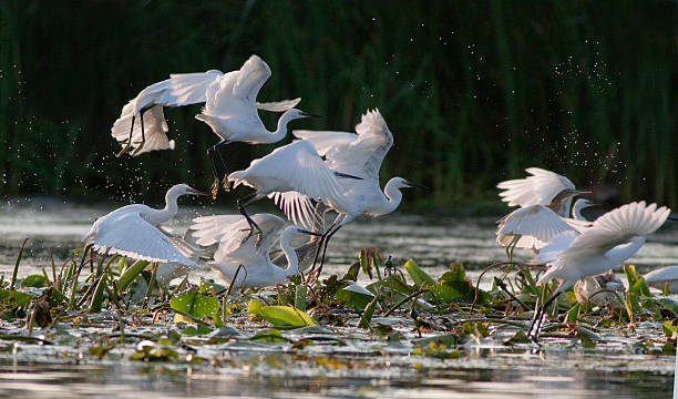 istock squacco heron and egrets 599957018