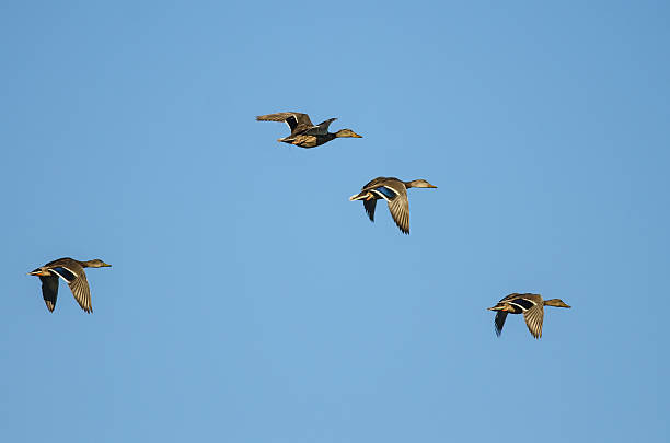 istock Four Mallard Ducks Flying in a Blue Sky 599957454