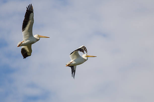 istock Two American White Pelicans Flying in a Cloudy Blue Sky 599957944