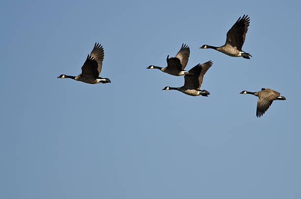 istock Small Flock of Canada Geese Flying in a Blue Sky 599957974