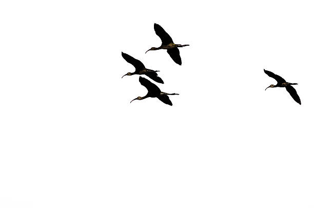 istock Four Silhouetted White-faced Ibis Flying on a White Background 599958022