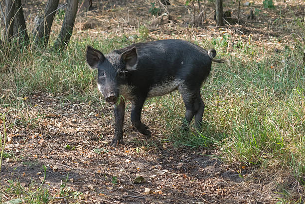 istock Wild boar running. Ukraine. September 4, 2016. 599958056