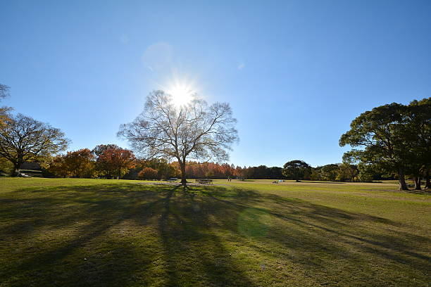 istock Landscape of the park 599958154