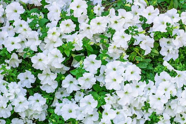 Floral background of copious quantities of white Petunia flowers Floral background of copious quantities of blooming white Petunia flowers convolvulus photos stock pictures, royalty-free photos & images