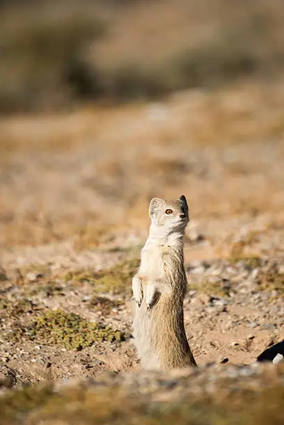 A weary Yellow Mongoose watches nervously from it's burrow for any emerging danger.