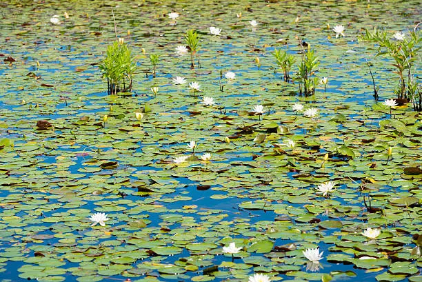Lily pads quietly floating in a pond in in the wetlands