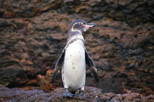 Galapagos Penguin (Spheniscus mendiculus) standing on rocks, Bartolome island, Galapagos National Park, Ecuador. It is the only penguin that lives north of the equator in the wild.