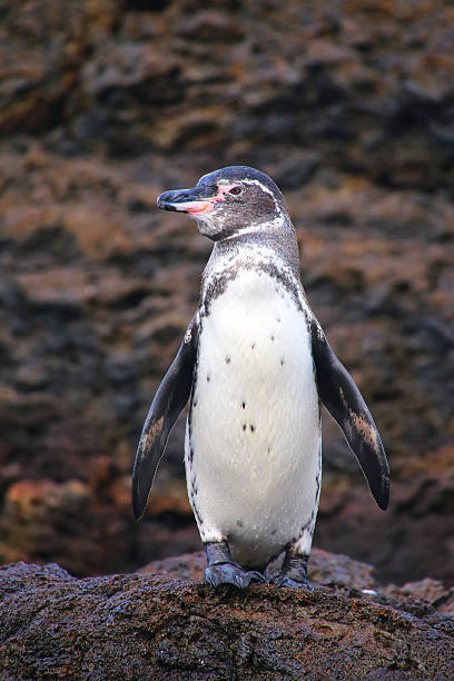 Galapagos Penguin (Spheniscus mendiculus) standing on rocks, Bartolome island, Galapagos National Park, Ecuador. It is the only penguin that lives north of the equator in the wild.