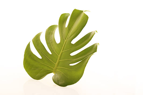 istock Leaf of Monstera deliciosa 599959572