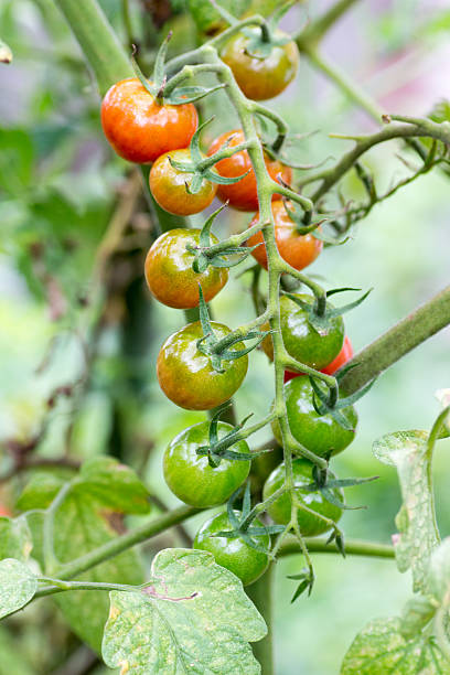 beautiful gradiation colored cherry tomatoes on the farm - gradiation imagens e fotografias de stock