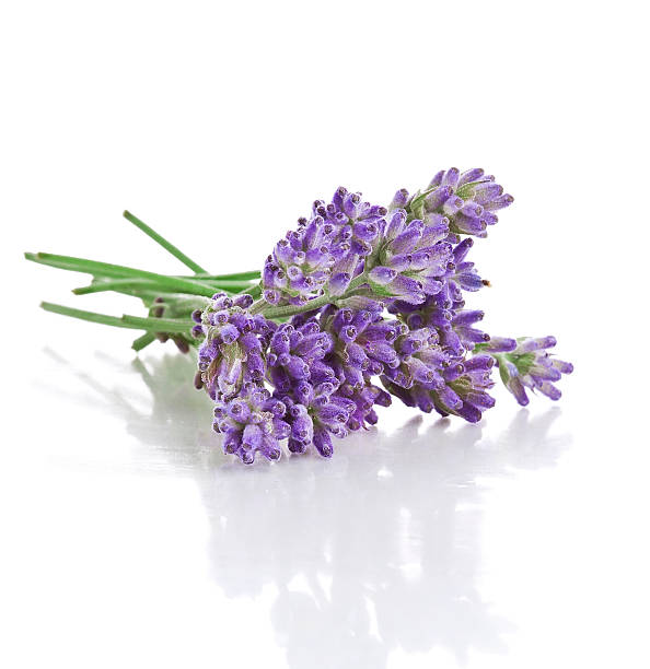 букет лаванды цветы - lavender lavender coloured flower homeopathic medicine стоковые фото и изображения