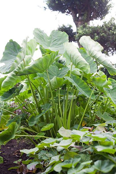 istock Growing taro on the farm 599961780