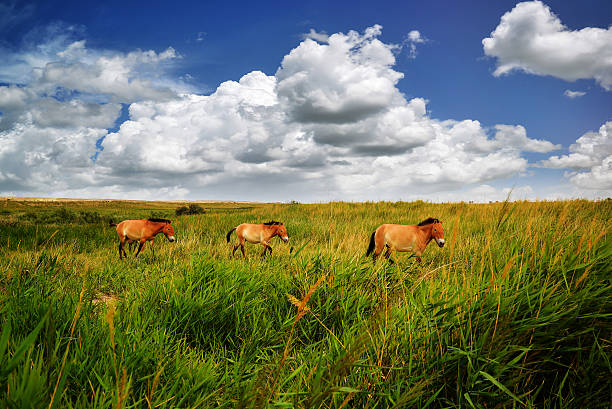 istock Amazing mountain landscape with horses 599961796