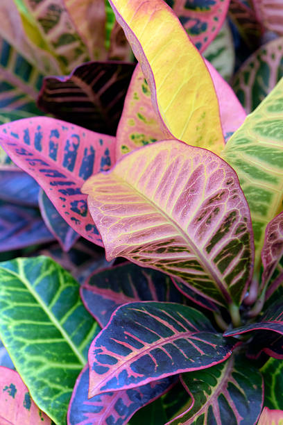 istock Multicolored natural texture formed by garden croton leaves 599961904