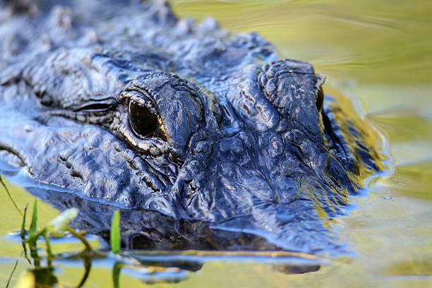 istock Portrait of Alligator floating in water 599962588