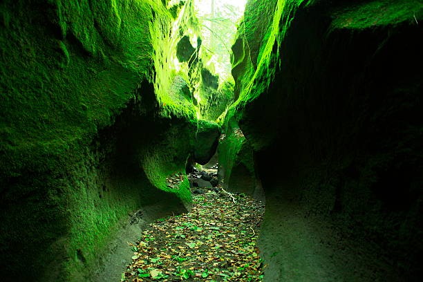 멋진 이끼의 동굴 입구 - hokkaido japan stream forest 뉴스 사진 이미지