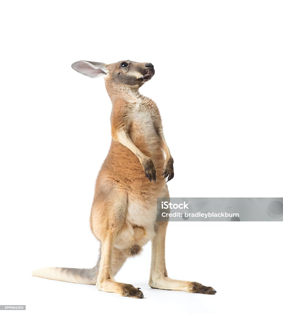 Red Kangaroo on White Red kangaroo in studio on a white background. Kangaroo Stock Photo