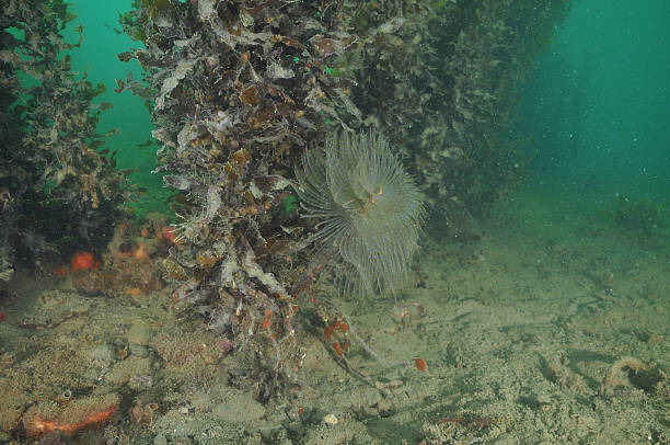 istock Fanworm under sea weeds 599964694