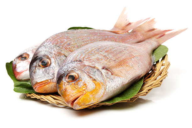 istock Raw porgy 599964696