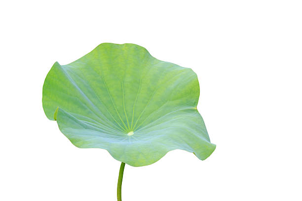 istock Big green lotus leaf isolated on white 599965130
