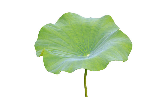 istock Big green lotus leaf isolated on white 599965152