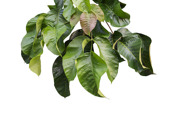 istock Green tree leaves on branch isolated on white 599965184