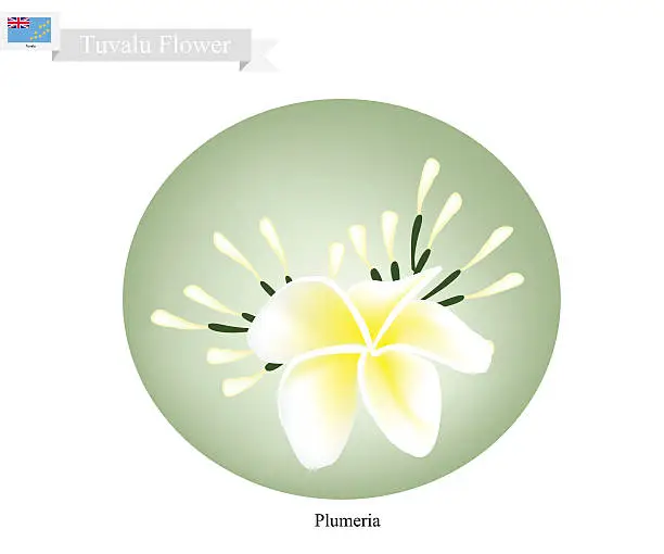 Vector illustration of Plumeria Frangipanis, A Popular Flower in Tuvalu