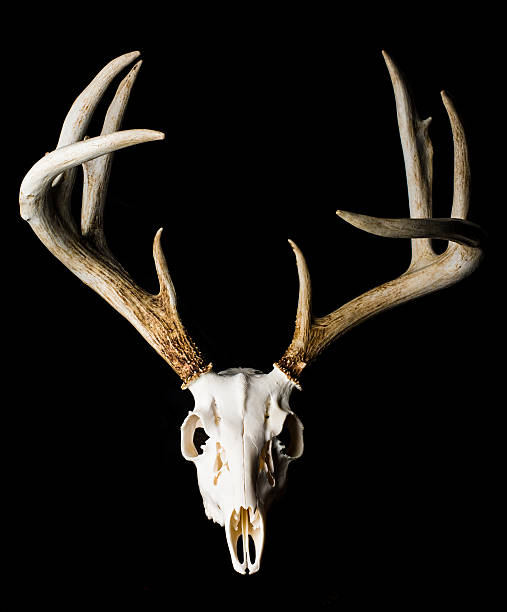 istock Close Up of Deer Skull on Black Background Front View 599965644