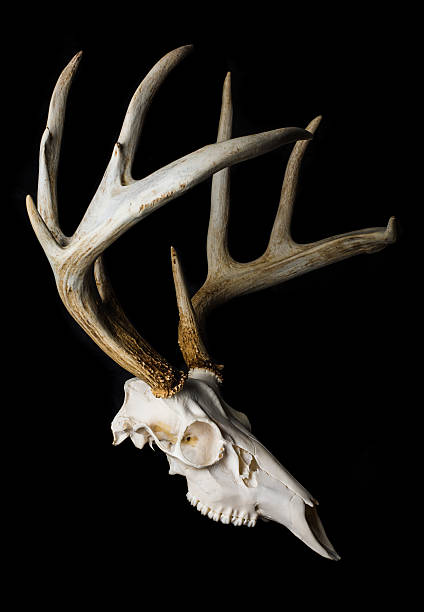Close Up of Deer Skull on Black Background Side View Close Up of Deer Skull on Black Background Side View animal skull cow bull horned stock pictures, royalty-free photos & images