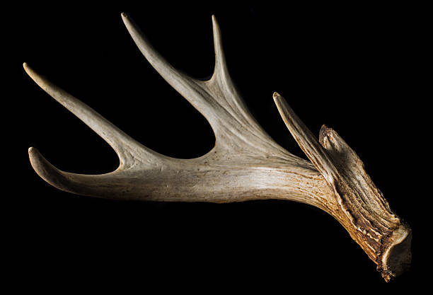 istock Shed antler from Whitetail Deer Isolated on Black Close Up 599965714