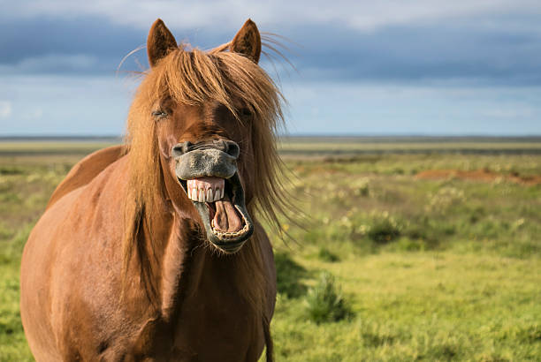 riendo caballo - animal tongue fotografías e imágenes de stock