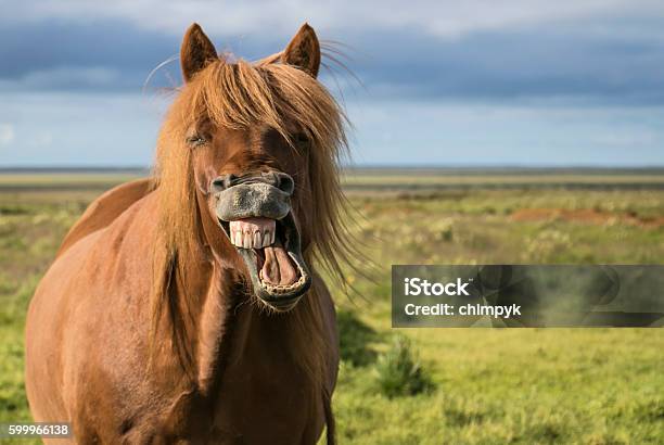 Riendo Caballo Foto de stock y más banco de imágenes de Caballo - Familia del caballo - Caballo - Familia del caballo, Reírse, Humor