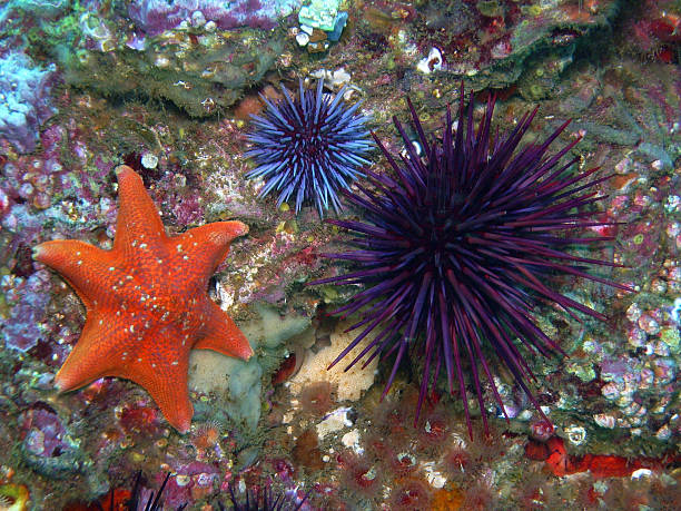 istock Bat Star with Purple Sea Urchins 599966392