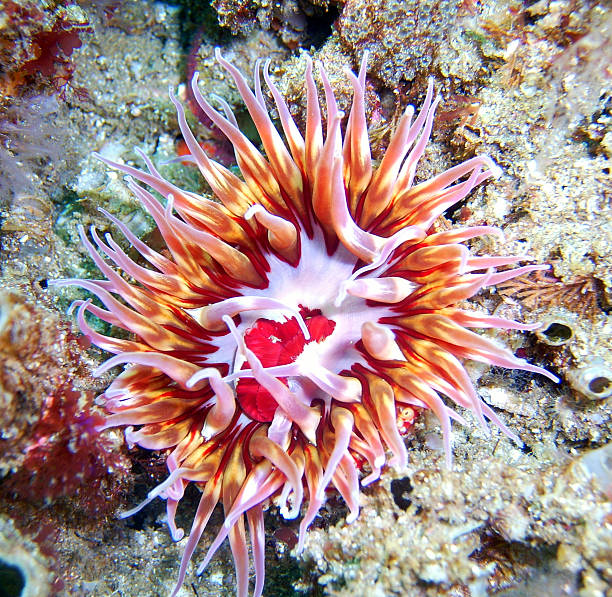istock Urticina mcpeaki Sea Anemone 599966868