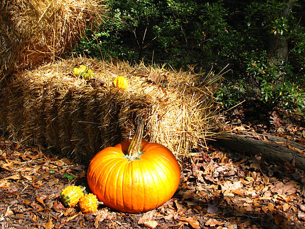 istock pumpkin in sunlight by hay bale with yellow gourds 599967634