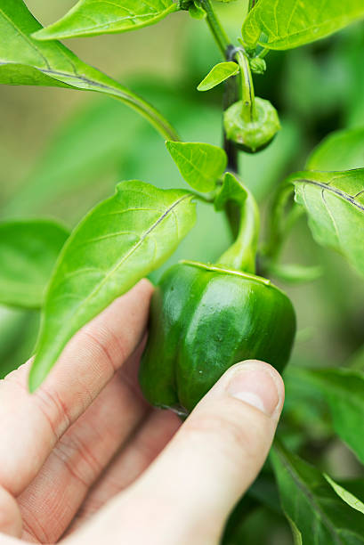 istock harvesting perfect ripe green pepper 599967808