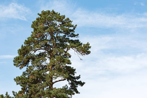 istock pine on the background of clear blue sky 599968498