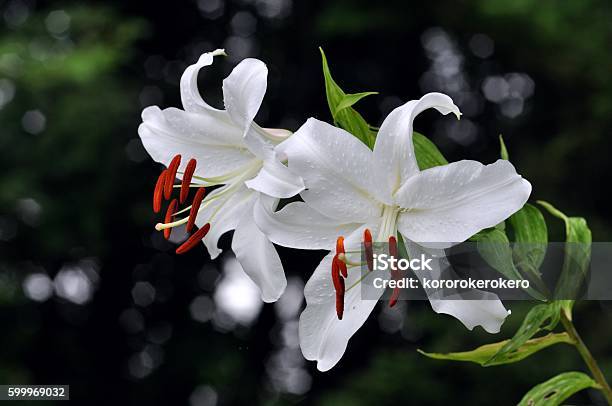 Lilium White House Stock Photo - Download Image Now - Casablanca Lily, Easter Lily, Flower