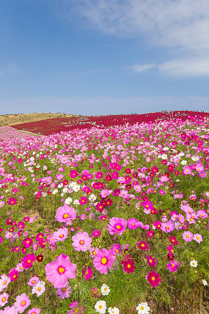 istock Cosmos & Kokia in Japan 599969514
