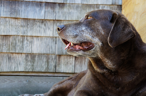 Old chocolate lab dog looking