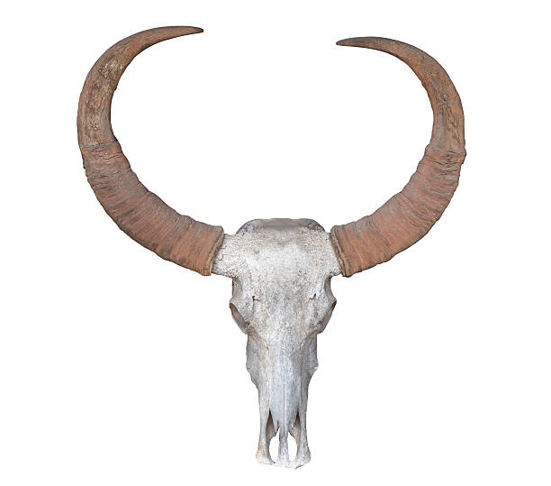 istock Head skull of buffalo isolated on white 599970518