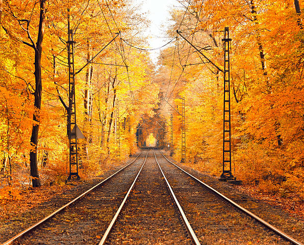 Pathway in the foggy autumn park