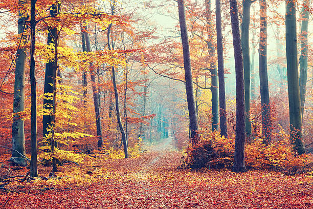 istock Foggy autumn forest 599970658